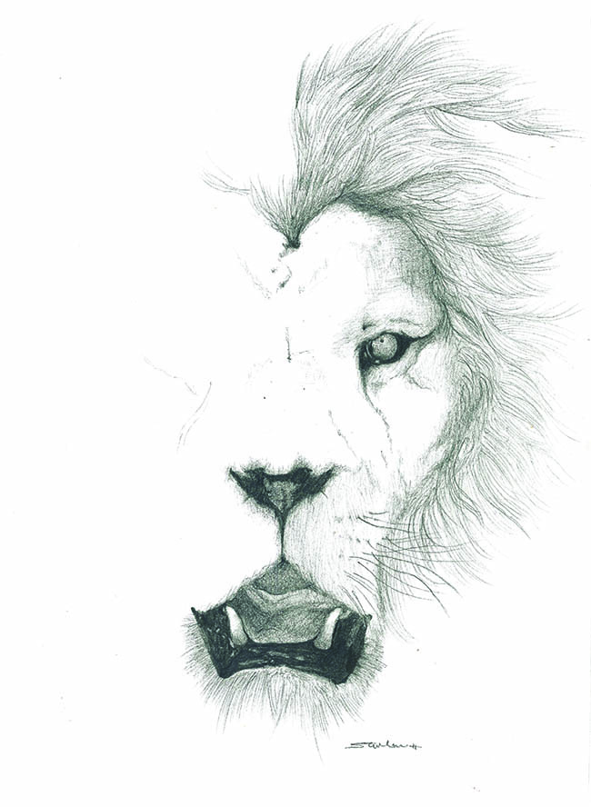 Sketch of right half of male lions face.